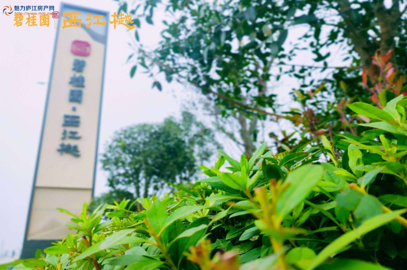 碧桂园·西江樾实景图